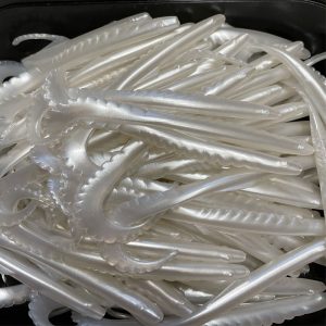 Gators Pearl
